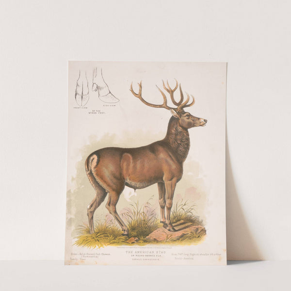 The American stag or round-horned elk – Cervus Canadensis (1872) by Louis Prang & Co.