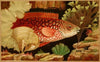 The Ancient Wrasse