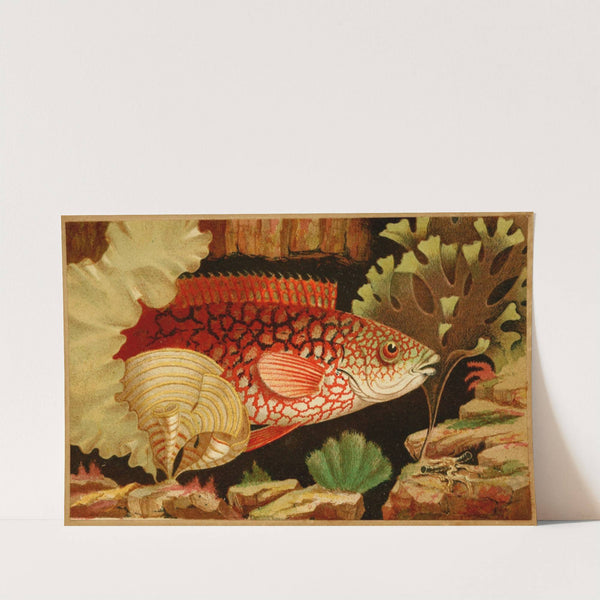 The Ancient Wrasse by Philip Henry Gosse