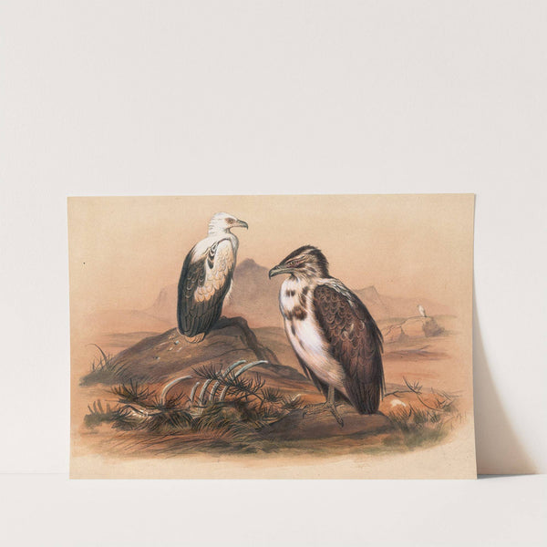 The Angolan Vulture by Joseph Wolf