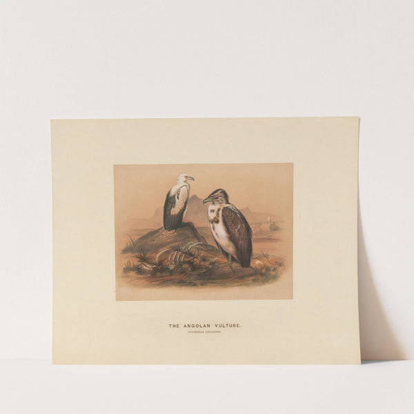 The Angoloan Vulture by Joseph Wolf