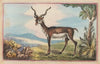 The Antelope (1787)