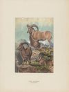 The Aoudad