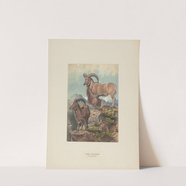 The Aoudad by Joseph Wolf