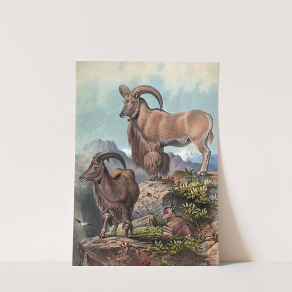 The Aoudad by Joseph Wolf