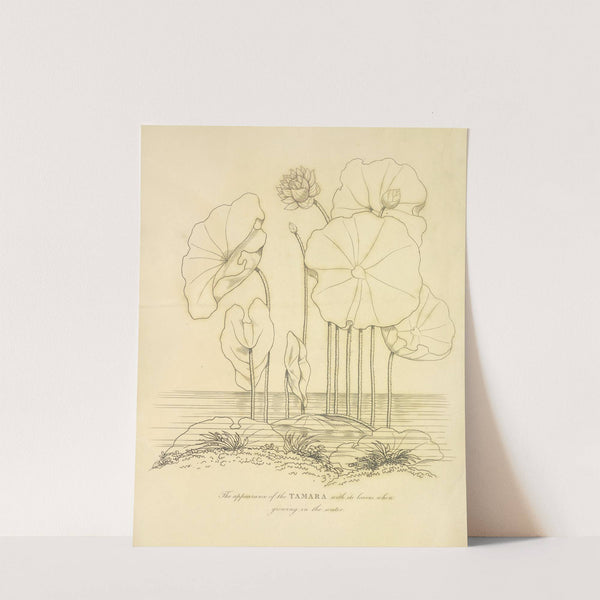 The appearance of the Tamara (1813) by Richard Duppa