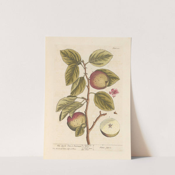 The apple tree or pearmain by Elizabeth Blackwell