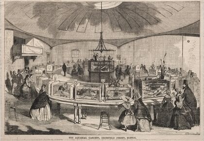 The Aquarial Gardens, Bromfield Street, Boston (1859)