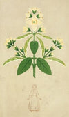 The Art of Decorative Design pl26