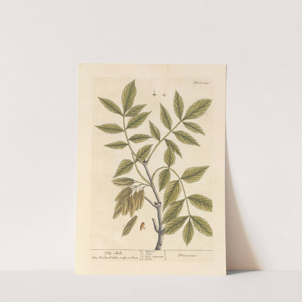 The ash by Elizabeth Blackwell