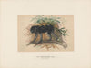 The Ashy-black Macaque