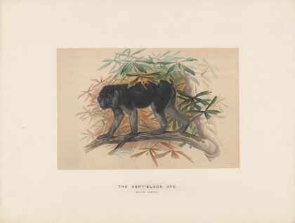 The Ashy-black Macaque