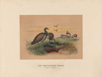 The Ashy-headed Goose