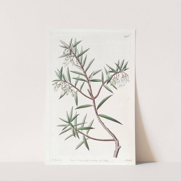 The Australian Cranberry by Sydenham Edwards
