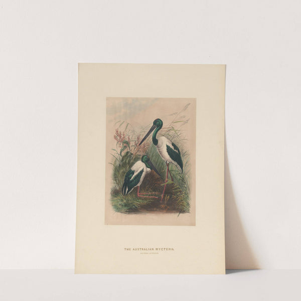 The Australian Mycteria by Joseph Wolf