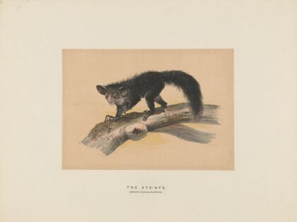 The Aye-Aye