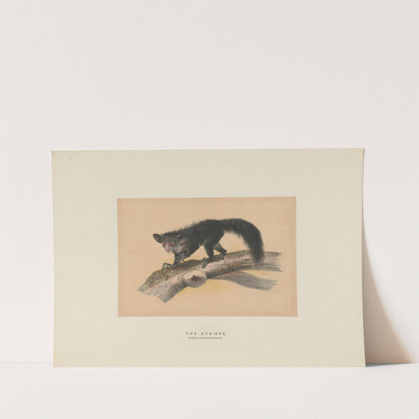 The Aye-Aye by Joseph Wolf