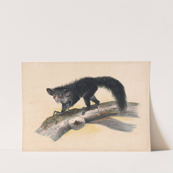 The Aye-Aye by Joseph Wolf