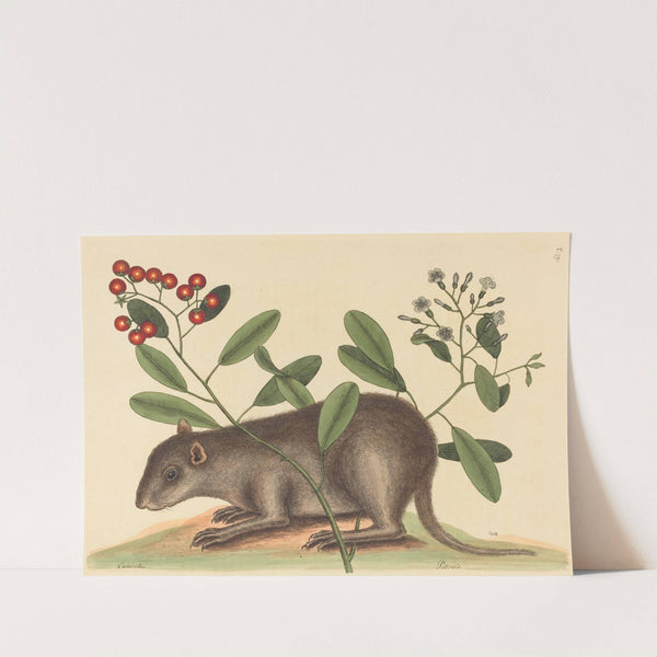 The Bahama Coney (Mus Monax) by Mark Catesby