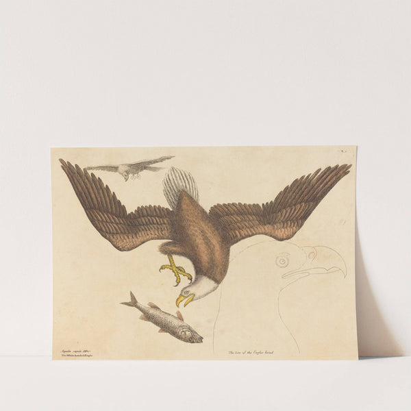 The Bald Eagle (Falco leucocephalus) by Mark Catesby