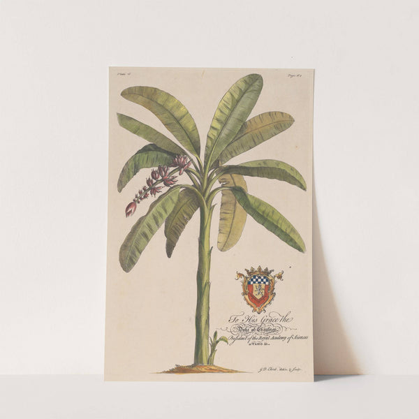 The Banana Tree by Georg Dionysius Ehret