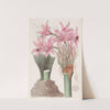 The Banksian Amaryllis by Sydenham Edwards