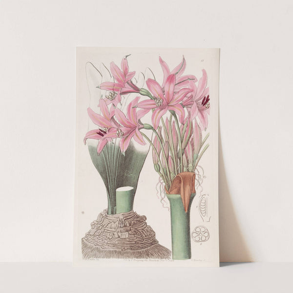 The Banksian Amaryllis by Sydenham Edwards