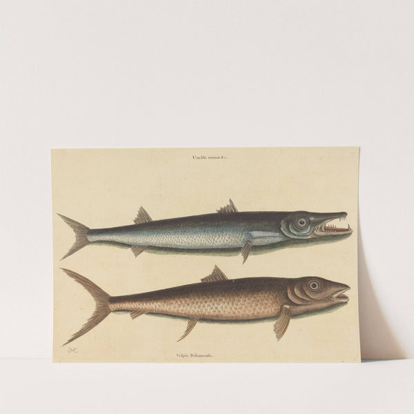 The Barracuda (Esox barracuda) by Mark Catesby