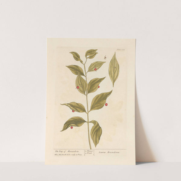 The bay of alexandria by Elizabeth Blackwell