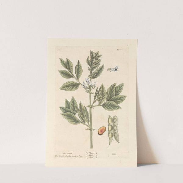 The bean by Elizabeth Blackwell