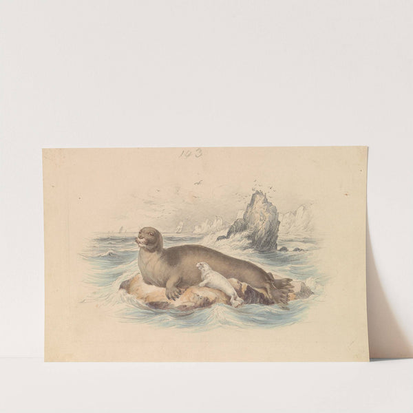 The Bearded Seal by James Stewart