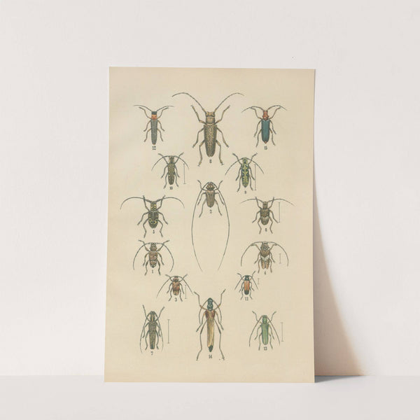 The beetles of Europe Pl.17 by Karl Neunzig