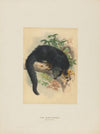 The Binturong