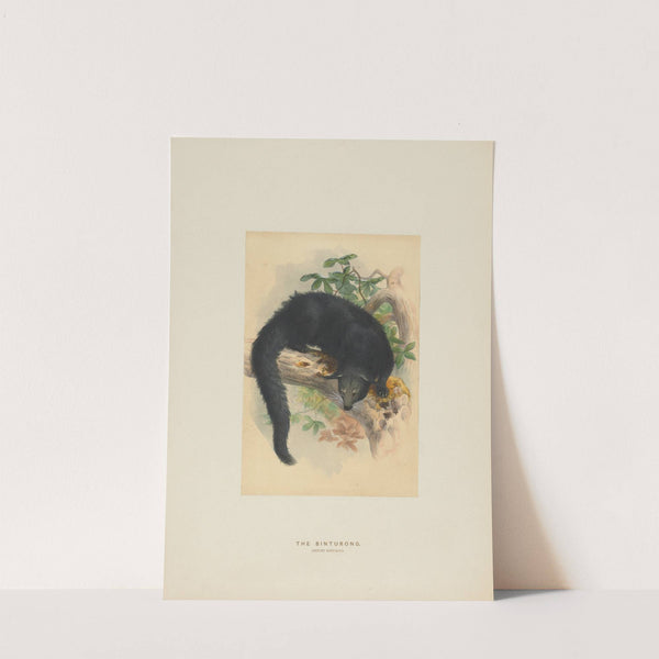 The Binturong by Joseph Wolf