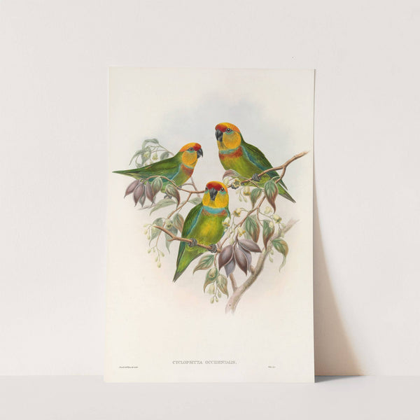 The Birds of New Guinea and the adjacent Papuan islands Pl.01 by John Gould