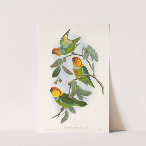 The Birds of New Guinea and the adjacent Papuan islands Pl.02 by John Gould