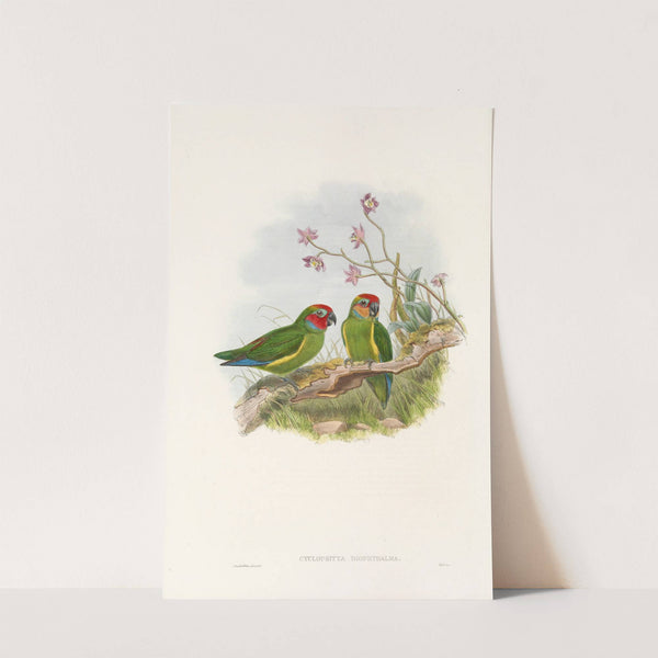 The Birds of New Guinea and the adjacent Papuan islands Pl.03 by John Gould