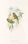 The Birds of New Guinea and the adjacent Papuan islands Pl.06
