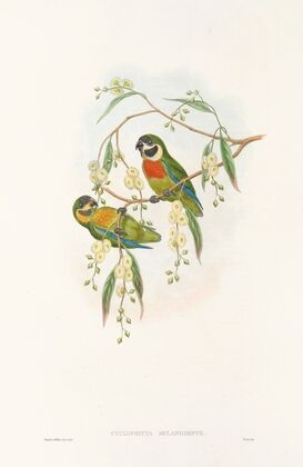 The Birds of New Guinea and the adjacent Papuan islands Pl.06