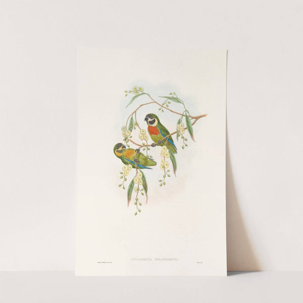 The Birds of New Guinea and the adjacent Papuan islands Pl.06 by John Gould