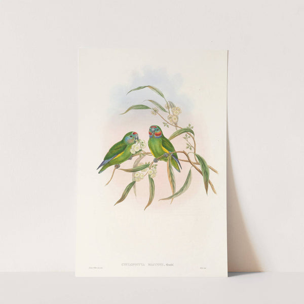 The Birds of New Guinea and the adjacent Papuan islands Pl.07 by John Gould