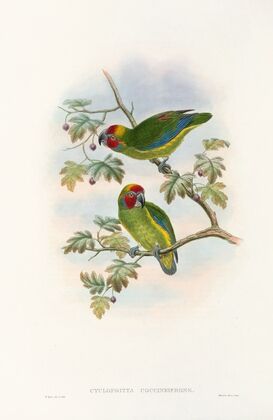 The Birds of New Guinea and the adjacent Papuan islands Pl.08