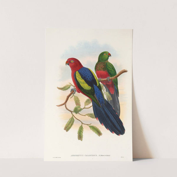 The Birds of New Guinea and the adjacent Papuan islands Pl.09 by John Gould