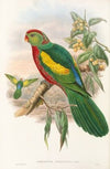 The Birds of New Guinea and the adjacent Papuan islands Pl.10