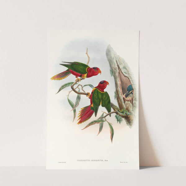 The Birds of New Guinea and the adjacent Papuan islands Pl.11 by John Gould