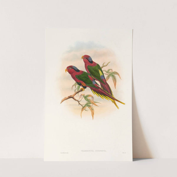 The Birds of New Guinea and the adjacent Papuan islands Pl.12 by John Gould