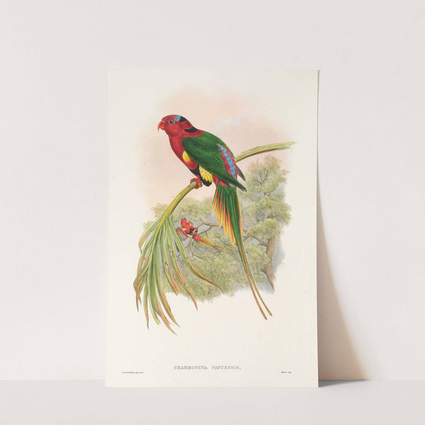 The Birds of New Guinea and the adjacent Papuan islands Pl.14 by John Gould