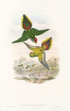 The Birds of New Guinea and the adjacent Papuan islands Pl.16