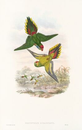 The Birds of New Guinea and the adjacent Papuan islands Pl.16