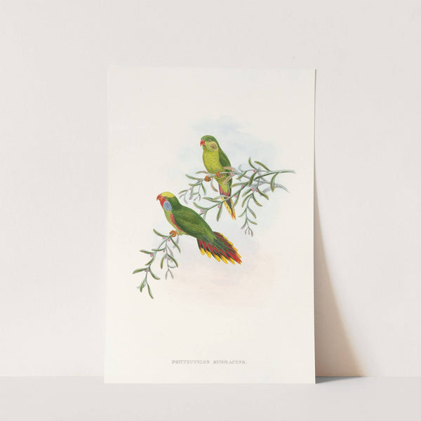 The Birds of New Guinea and the adjacent Papuan islands Pl.17 by John Gould